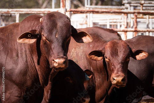 Cattle in a yard
