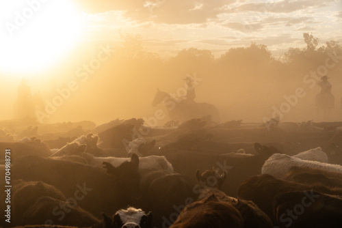 Herding the cattle, late dusty afternoon,  at a campdraft