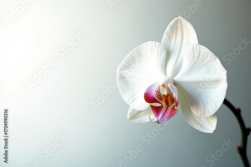Delicate white orchid blossom against pure white backdrop, plant, soft, still life