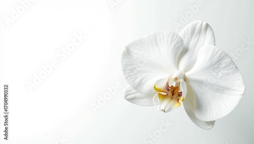Delicate white orchid blossom against pure white backdrop, studio, white background