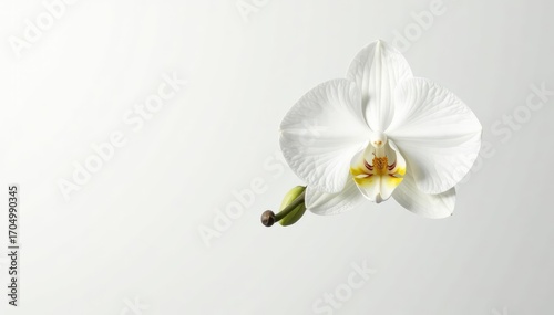 Delicate white orchid blossom on pure white background, subtle, macro