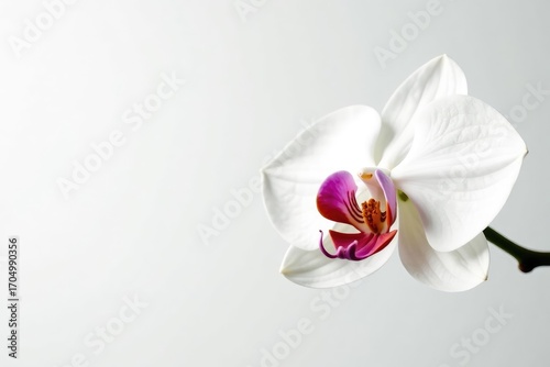 Delicate white orchid blossom against pure white backdrop, zen, white