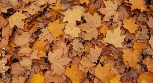 Fototapeta Naklejka Na Ścianę i Meble -  Autumn leaves on forest floor