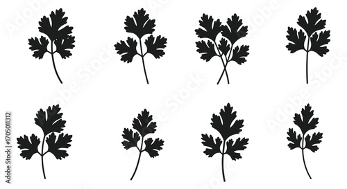 parsley plants arranged neatly in rows showing lush greenery