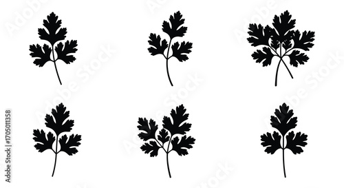 six black silhouettes of parsley plants arranged neatly