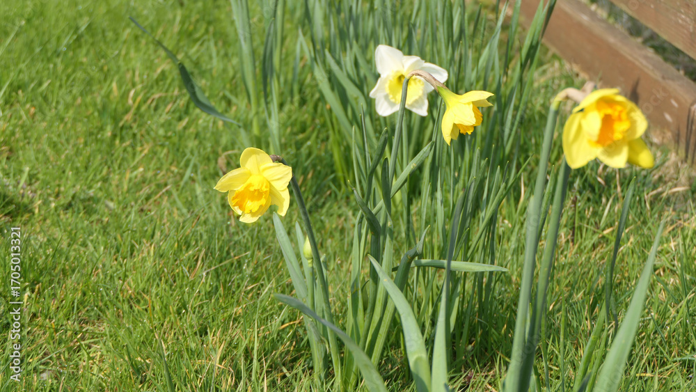 Fototapeta premium Photo of a Beautiful Bunch of Yellow Daffodils growing in garden in UK