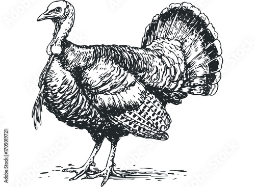 Engraved Turkey Bird Illustration. Vector hand drawn illustration
