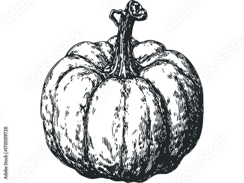 Ink sketch of a plump pumpkin with textured lines on a transparent background. Vector hand drawn illustration