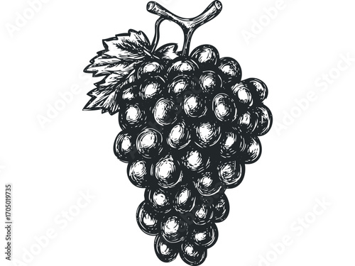 Hand drawn bunch of dark grapes with a single leaf on transparent background. Vector hand drawn illustration