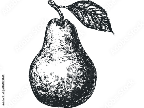 Pear with Leaf Sketch Transparent. Vector hand drawn illustration