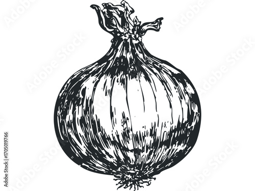 Hand drawn onion sketch on transparent background. Vector hand drawn illustration