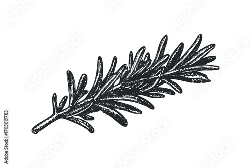 Rosemary Sprig Image Hand Drawn Sketch Isolated. Vector hand drawn illustration