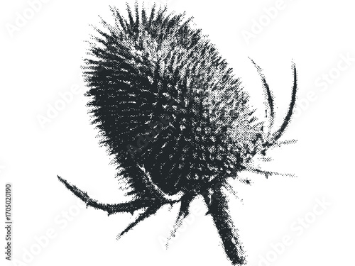 Textured thistle head on transparent background. Vector hand drawn illustration