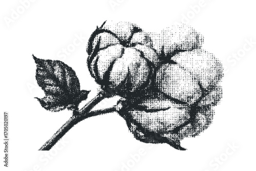 Botanical drawing of cotton plant pods and leaf on transparent background. Vector hand drawn illustration