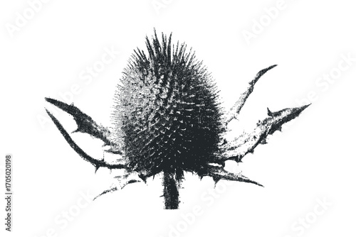 Prickly seed head with spiky bracts, isolated on white. Vector hand drawn illustration