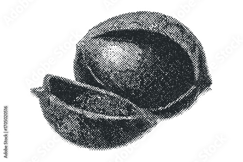Halved nut kernel and shell on white. Vector hand drawn illustration