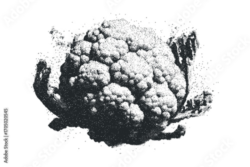 Halftone cauliflower vegetable image with transparent background. Vector hand drawn illustration