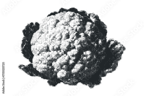 Textured cauliflower vegetable on transparent background. Vector hand drawn illustration
