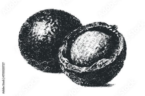 Halved and whole sphere textured objects graphic isolated on white. Vector hand drawn illustration