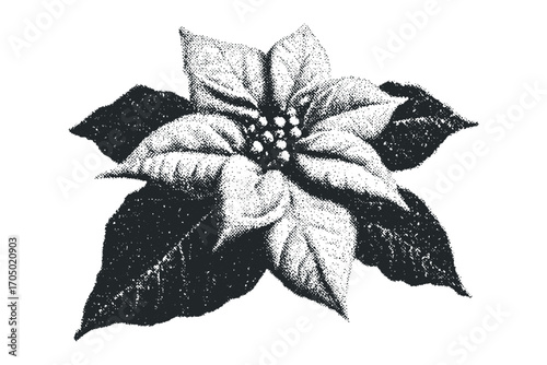 Stippled Poinsettia Flower Graphic on Transparent Background. Vector hand drawn illustration