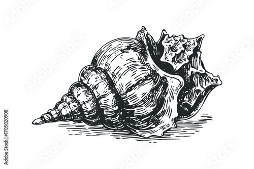 Detailed engraving of a spiral seashell on a transparent background. Vector hand drawn illustration