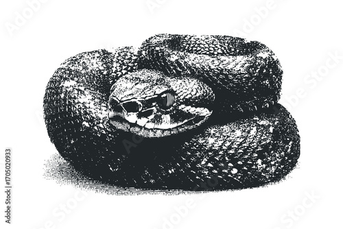 Monochrome Textured Snake coiled on Transparent. Vector hand drawn illustration
