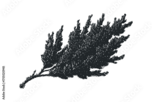 Black Silhouette of a Spruce Branch on Transparent Background. Vector hand drawn illustration