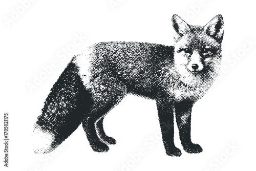 Halftone effect red fox standing profile. Vector hand drawn illustration