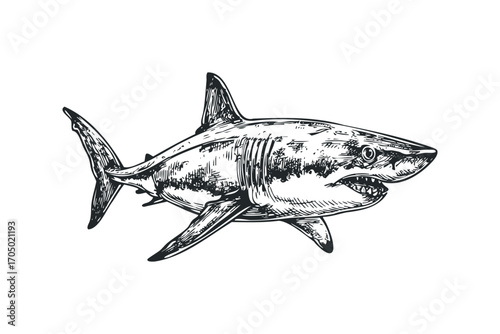 P image of a predatory shark with open jaws in a sketch style. Vector hand drawn illustration