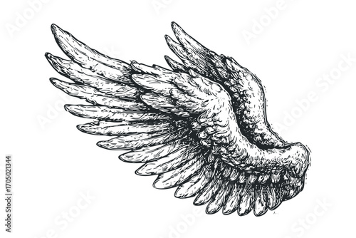 Hand drawn sketch of angel wings on transparent background. Vector hand drawn illustration