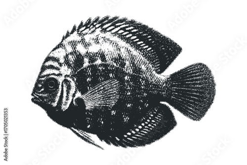 Halftone dot graphic of a freshwater fish on a transparent background. Vector hand drawn illustration