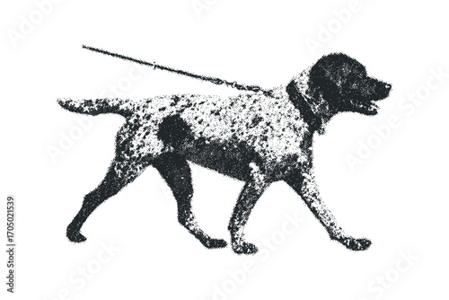 Dog on a leash walking, textured graphic. Vector hand drawn illustration