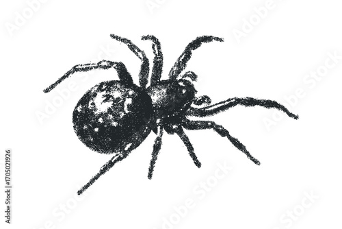 Tarantula spider with textured look. Vector hand drawn illustration