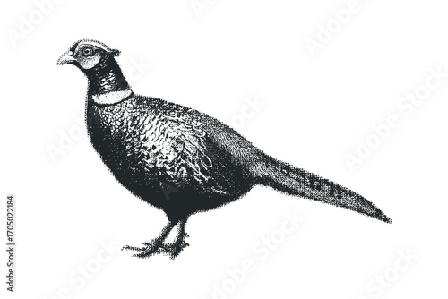 Black and white speckled pheasant image on white. Vector hand drawn illustration