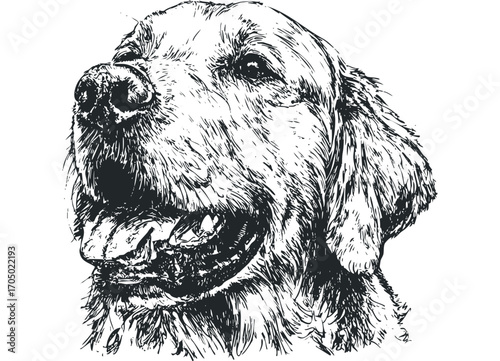 Sketch of a Golden Retriever dog with its tongue out,. Vector hand drawn illustration