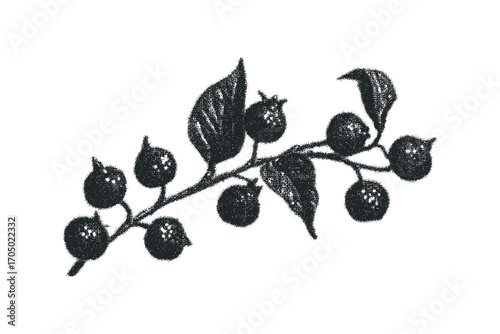 Botanical drawing of dark berries on a branch with leaves. Vector hand drawn illustration