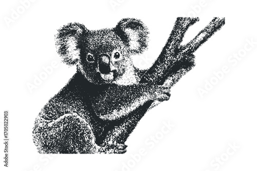 Koala sitting on a tree branch image. Vector hand drawn illustration