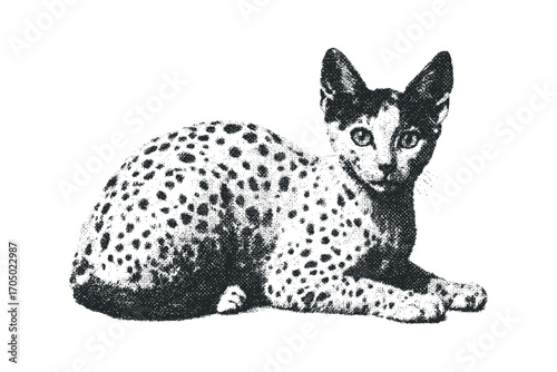 Spotted kitten lying down. Vector hand drawn illustration