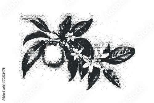 Orange fruit on branch with blossoms. Vector hand drawn illustration
