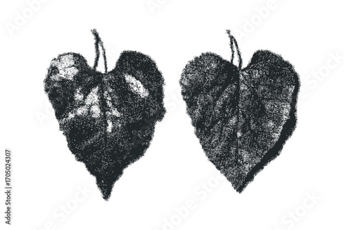 Two textured heart shaped leaves on a transparent background. Vector hand drawn illustration