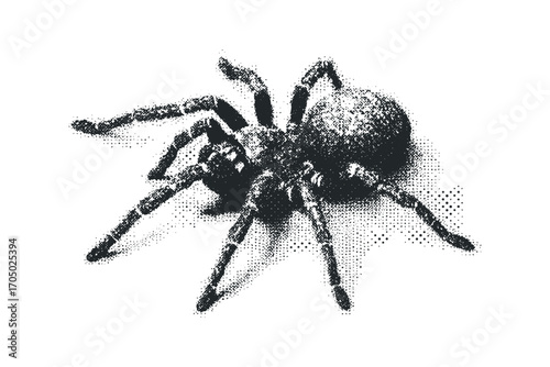 Tarantula spider with textured appearance on transparent background. Vector hand drawn illustration
