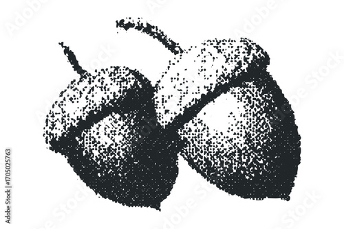 Two acorns with rough textured shading on a transparent background. Vector hand drawn illustration