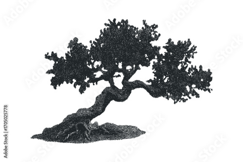 Silhouette of a gnarly, twisted bonsai tree on a transparent background. Vector hand drawn illustration