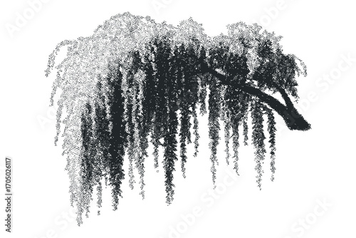 Black weeping willow tree branches on transparent background. Vector hand drawn illustration