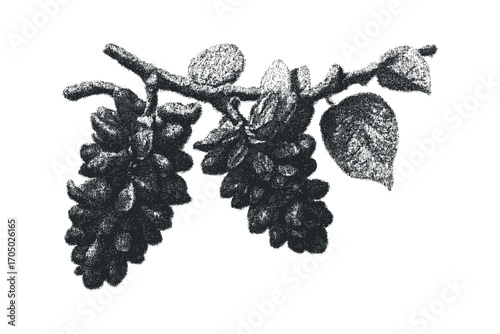 Textured Grapes on Stem. Vector hand drawn illustration