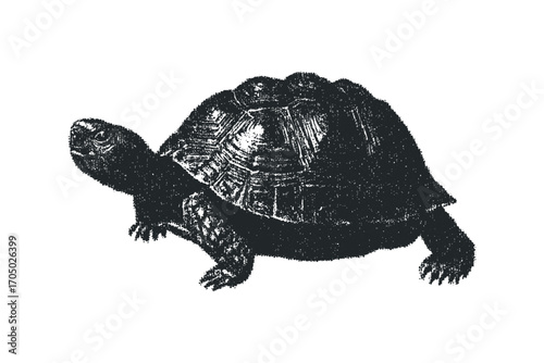 Terrarium tortoise on transparent background image. Vector hand drawn illustration