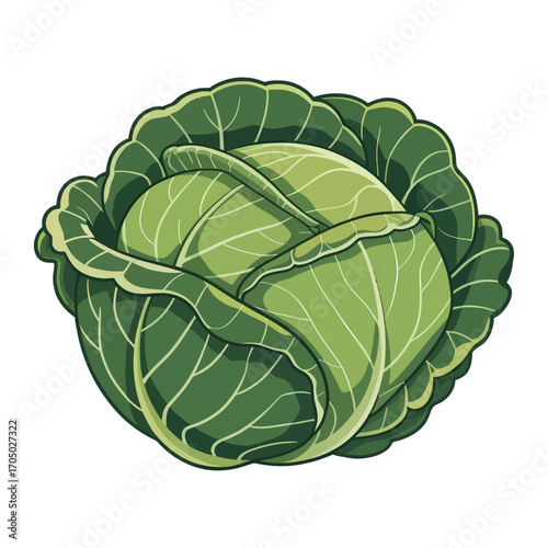 vector illustration of fresh green cabbage with detailed leaves isolated on white background