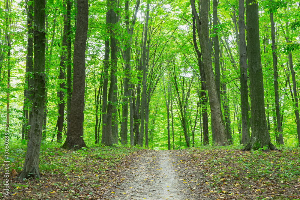 Obraz premium Path in green summer forest