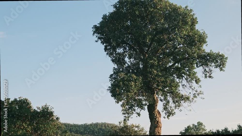 waving green tree and blue sky