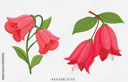 Elegant pink flowers botanical illustration art design